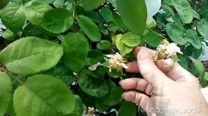 Выламываю цветоносы на розах?Продлить цветение.