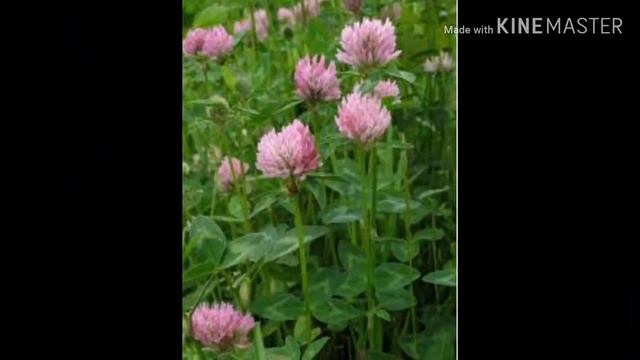 Самые лучшие травы для коз. смотреть онлайн