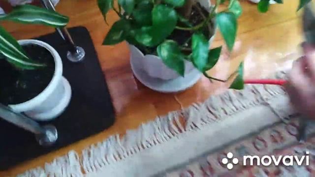 Комнатные цветы .Банановая подкормка для комнатных растений . смотреть онлайн