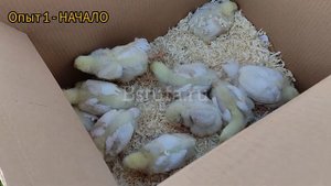 20 бролей & Черная львинка, опыт первый