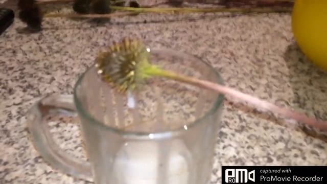 Не выбрасывайте плафоны от светильников.