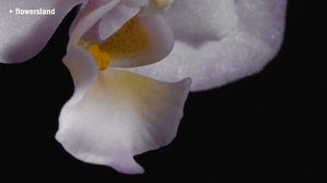 Орхидея Doritaenopsis Liu's Sakura 'KF'