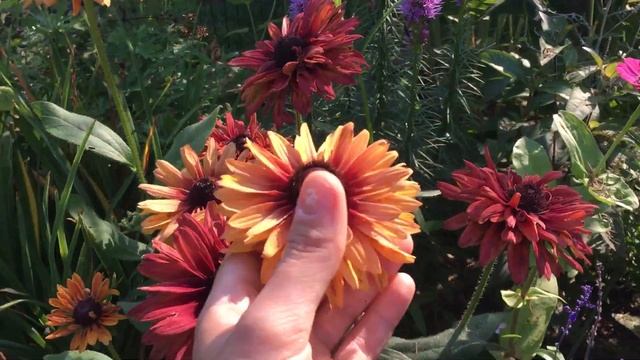 Sahara Rudbeckia in July from seed. Silver medal winner. Rudbeckia Hirta Romantic Coneflower Easy смотреть онлайн
