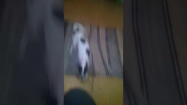 Собака породы Американского той терьера смотреть онлайн