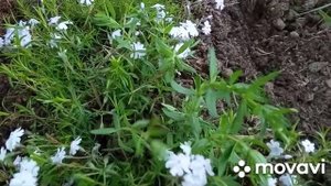 Флокс Шиловидный!Как за ним ухаживать!