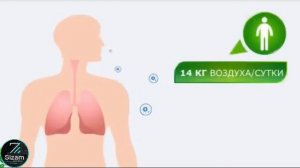 Павловния, как заработать на дереве миллионы