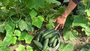 ВСЁ О ОГУРЦАХ - ОТ СЕМЯН ДО СБОРА УРОЖАЯ / 10 ЛЕТ ОПЫТА ВЫРАЩИВАНИЯ ОГУРЦОВ В ОДНОМ ПОДРОБНОМ ВИДЕО