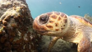 In-water behaviour of the loggerhead sea turtle