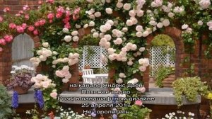 Где садить плетущиеся розы и как за ними ухаживать?