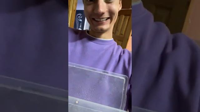 ЗМЕИ РОДИЛИСЬ! Сколько их? смотреть онлайн