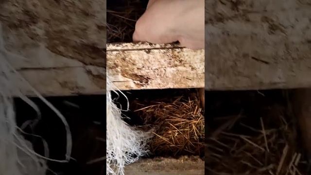 Клушка. Курица-наседка села на яйца. смотреть онлайн