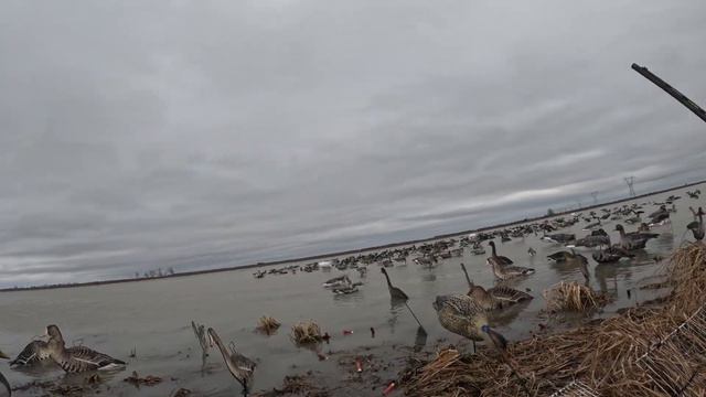 I Cannot Believe it Ended this Way..| Duck Season 2024 смотреть онлайн