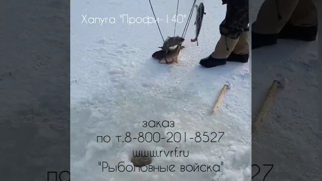 Хапуга нового поколения "Профи-140" поймала 4 сазана сразу!