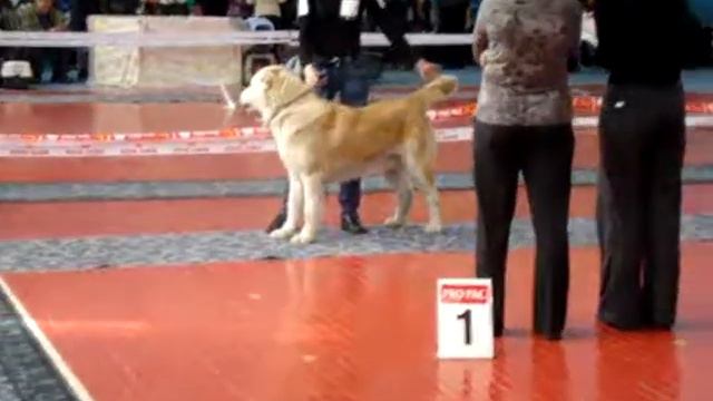 Всепородка Барнаул САО смотреть онлайн