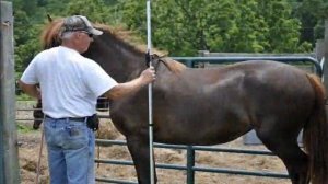 Gaited Morgan Horse Mare 2012 Missouris Dandy Darlin