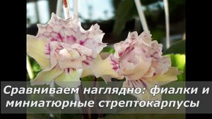 Разрушаем мифы. Сравниваем: фиалки и миниатюрные стрептокарпусы.