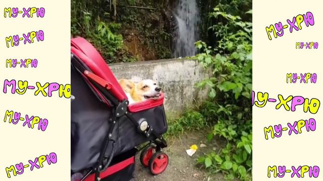 Cute Baby Animals Dogs And Cats | СМЕШНЫЕ ЖИВОТНЫЕ 2020 | Baby Animals | Веселые котята #7 смотреть онлайн