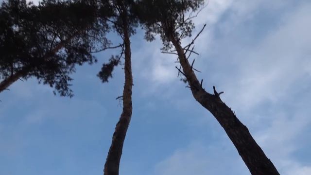 За день на Харківщині висадили 40 тис дерев. смотреть онлайн