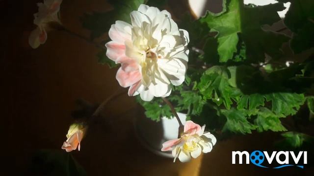 Пеларгония зонартик Lara Marjorie