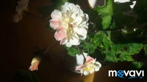 Пеларгония зонартик Lara Marjorie