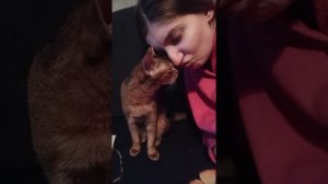 чаузи ф4 абиссинская