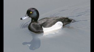 Северная утка.