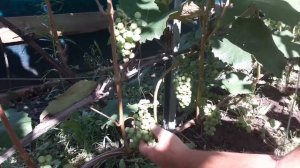 ВИНОГРАД. ЧЕКАНКА ВИНОГРАДА в АВГУСТЕ.