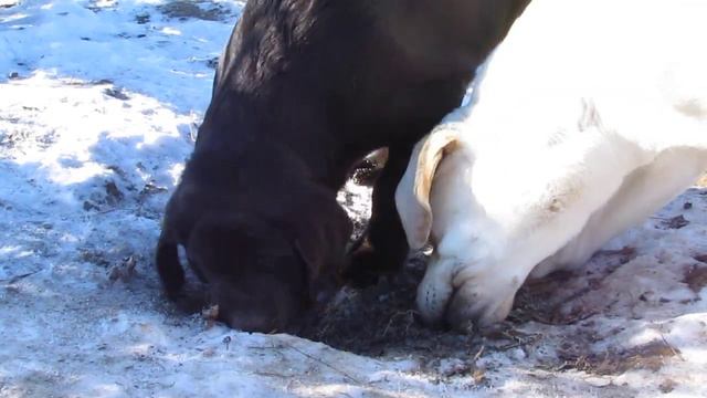 ПРЕДЛАГАЕМ УСЛУГИ ПО ОБРЕЗКЕ КУСТОВ ВИНОГРАДА ЛИБО ДРУГОЙ РАСТИТЕЛЬНОСТИ . смотреть онлайн
