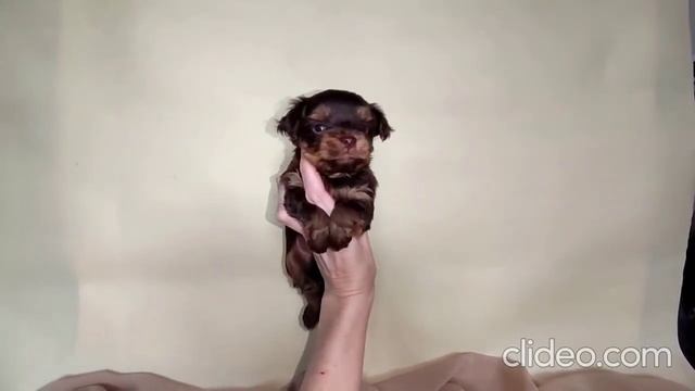 Мальчик шоколадный йорк 1 месяц