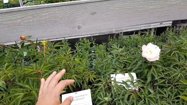 Поехали за ёлками а купили большую сакуру разумеху смотреть онлайн