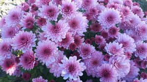 Хризантема мультифлора сорт Брансаунд Пинк