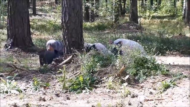 Свиньи и интересные факты про них