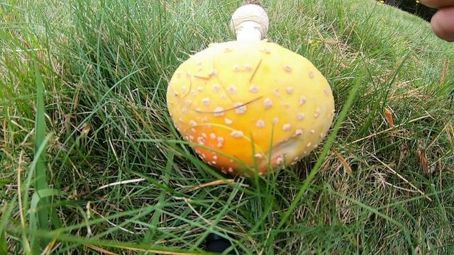 KOH on Amanita muscaria var. guessowii смотреть онлайн