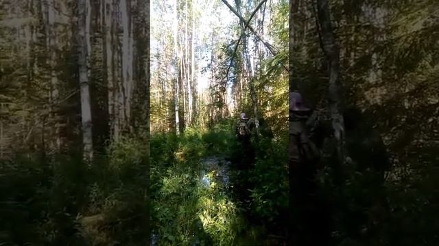 Сбор морошки.10.07.2020 смотреть онлайн