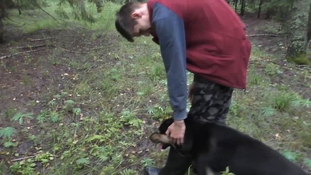 Гуляем с собакой в лесу и СОБИРАЕМ ГРИБЫ! смотреть онлайн