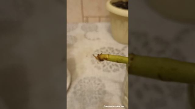 Герани и фейхоа смотреть онлайн