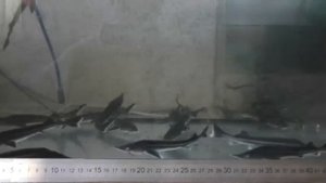 Стерлядь в аквариуме. Содержание стерляди.