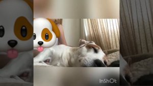 Песня замкнутыми стенами давила та печаль