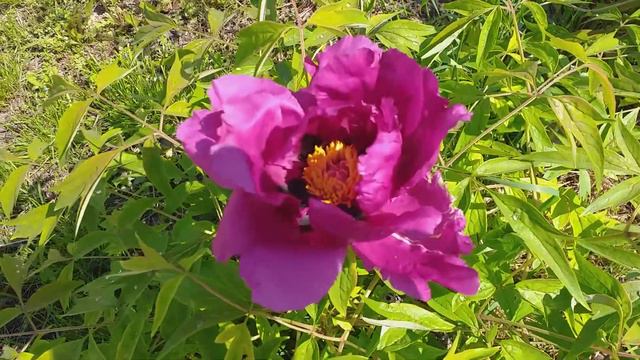 Найкращі квіти для бджіл смотреть онлайн