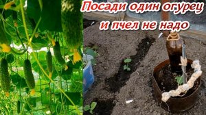 Как с  одного посаженного ОГУРЦА получить огромный урожай.