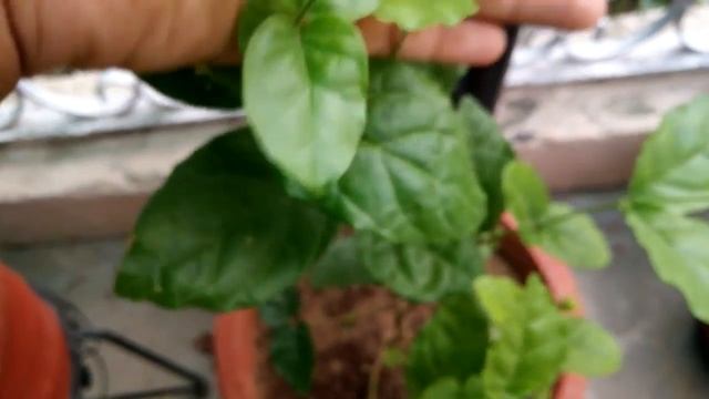 Grow Jasminum Sambac|Journey of a Jasmine plant! (with updates!) смотреть онлайн
