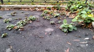Горец сахалинский, подумайте дважды, оно вам надо? #горецсахалинский #гречихасахалинская