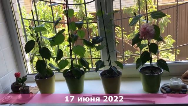 Китайская роза (из Краснодара). Часть5 : наконец-то впервые зацвел LALIQUE // Hibiscus rosa-sinensi
