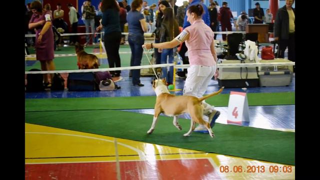 ШАРЛОТТА С КАРАУЛЬНОЙ ГОРЫ международная выставка,лучший представитель породы смотреть онлайн