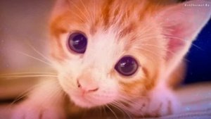 Как часто котенок ходит в туалет — все о покакушках