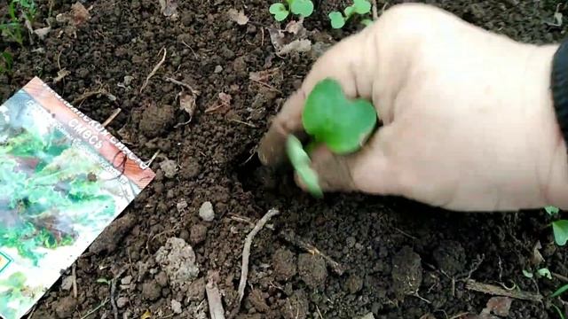 Пикировка РЕДИСА при прореживании ВОЗМОЖНА? КАПУСТА на семена ЗАЦВЕЛА.