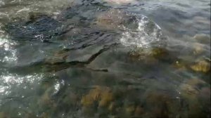 рыбалка  на реке Ингода 2018 хариус ленок