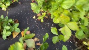 Что лучше земляника или клубника(виктория)?