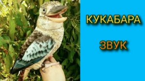 Ответ шумным соседям. Кукабара. Интервалы от 2 до 4 минут