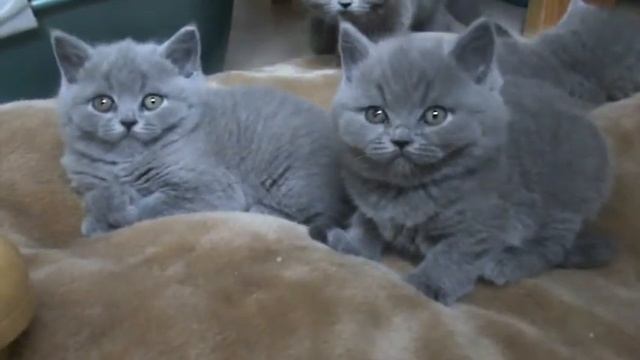 Quintilien и Quintiliano. Два голубых британских котика. Помет от 30.12.12 смотреть онлайн